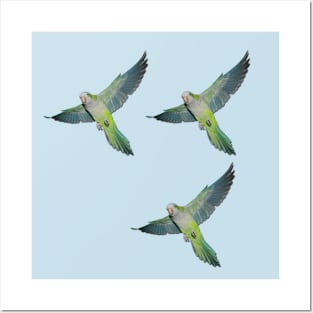 Flying parakeets Posters and Art